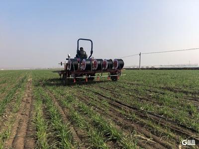 青岛小麦即将进入拔节抽穗期，水肥精准“投喂”很关键