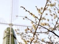 瞒不住了！青岛中山公园梅花迎来盛花期