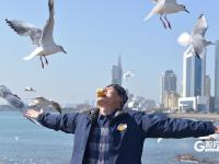 “顶”流奇观，青岛栈桥人均头顶海鸥