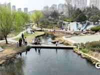 春暖花盛开 李村河春色醉人