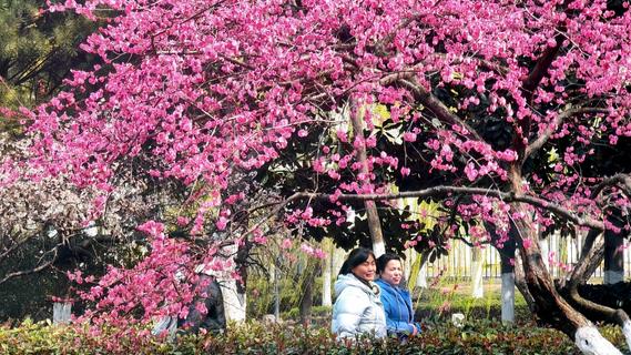 繁花似锦！海泊河公园春光“上线”