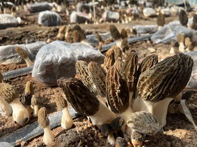 土地上的“精算法”！青岛这个小镇让一亩地实现效益翻番