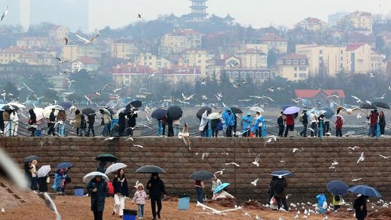 青岛：春雨倾城，海鸥翔集