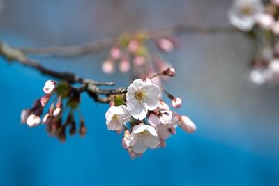 中山公园樱花何时开？这份赏花指南看过来