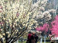 繁花似锦！海泊河公园春光“上线”