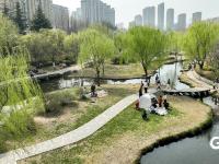 春暖花盛开 李村河春色醉人