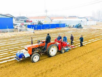 胶州10万亩马铃薯“开播”，农户开启“订单种植”，一台机器一天能种20亩