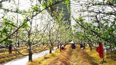 千城百县看中国｜山东潍坊：樱桃树下菌菇飘香