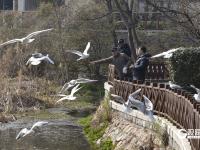 打卡点＋1！中山公园小西湖成海鸥“新乐园”