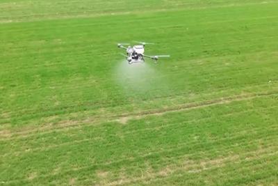 视频丨晚播麦吃上“营养餐” 山东精细化田管助小麦“强筋健骨”