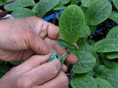 惊蛰时节劳作忙