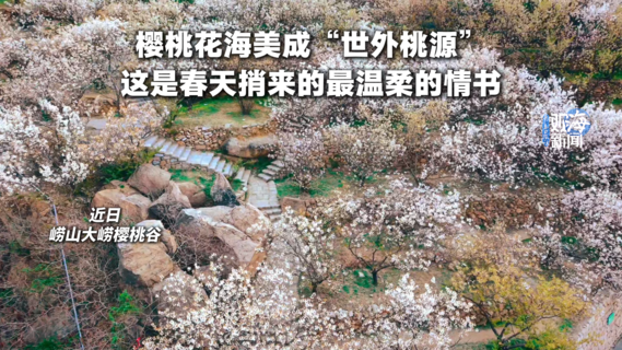樱桃花海美成“世外桃源”，这是春天捎来的最温柔的情书