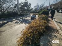 青岛街头：满城遍开迎春花