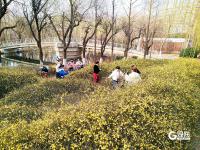 徜徉花海、泛舟湖上……城阳这处公园春光正好