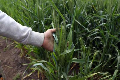 世贸组织官员：中东战事波及全球粮食安全