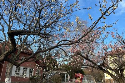 从一口春菜到一件春衣，青岛消费市场迎来“春日经济”热潮