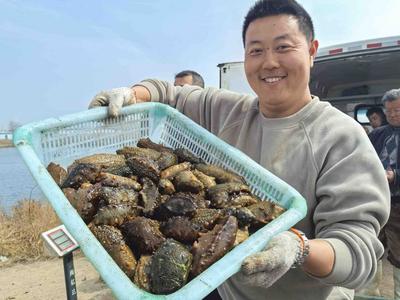 “参宝宝”出水喽！青岛这地头茬春参迎来收获季，高峰期日捕10万斤