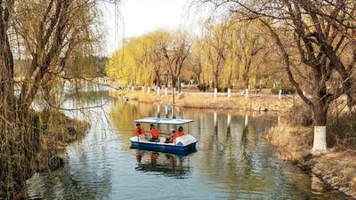 徜徉花海、泛舟湖上……城阳这处公园春光正好