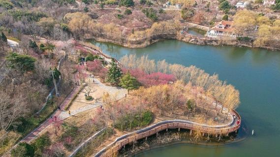 青岛：梅花初绽迎客来