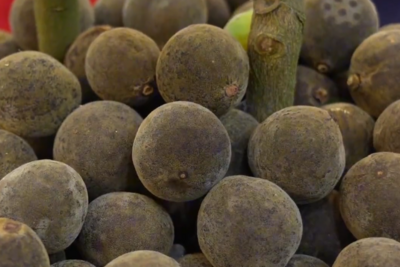 “化橘红”火了，这个小果子怎么吃？有啥用？