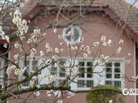 瞒不住了！青岛中山公园梅花迎来盛花期