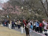 瞒不住了！青岛中山公园梅花迎来盛花期