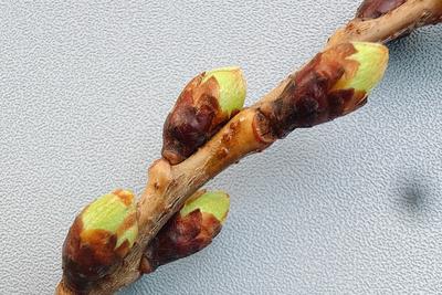 暖冬后春寒“拖慢”脚步？青岛中山公园樱花何时开？专家详解→