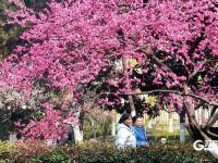 繁花似锦！海泊河公园春光“上线”