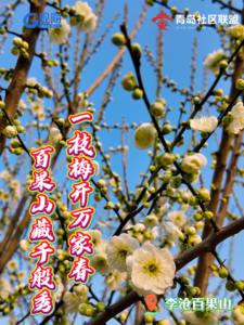 青島百果山開啟賞花模式，春日盛景如約而至