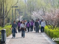 春暖花盛开 李村河春色醉人