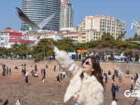 “顶”流奇观，青岛栈桥人均头顶海鸥