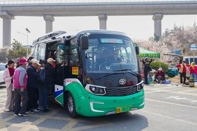 升级车厢、发布攻略……青岛温馨巴士推出“公交+赏花”特色出行服务