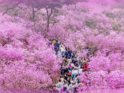 春日“花经济”，让颜值变产值