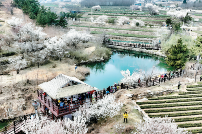 春花次第开！大珠山杜鹃、北宅樱桃花本周末迎盛花期