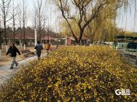 徜徉花海、泛舟湖上……城阳这处公园春光正好