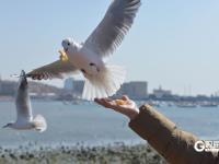 “顶”流奇观，青岛栈桥人均头顶海鸥