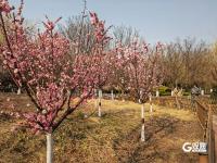 徜徉花海、泛舟湖上……城阳这处公园春光正好