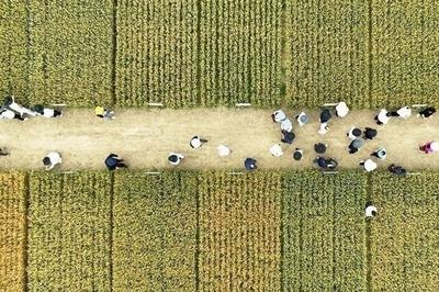 晚播弱苗如何迎头赶上？青岛科学“抢农时”破题