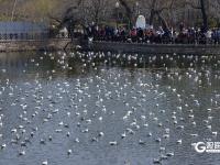 打卡点＋1！中山公园小西湖成海鸥“新乐园”