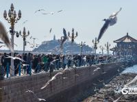 “顶”流奇观，青岛栈桥人均头顶海鸥