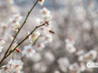 春暖花盛开 李村河春色醉人