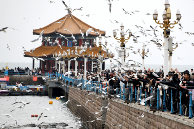 赴一场海鸥的春迁乐动！@青岛人，3月28日栈桥见