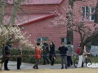 瞒不住了！青岛中山公园梅花迎来盛花期