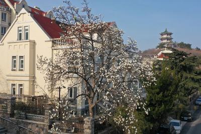 山海同框醉游人！青岛这株“网红”玉兰绽放