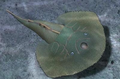 建立全新鸮甲鱼科！山科大本科生发现早泥盆世多鳃鱼类新属种“短耳鸮甲鱼”