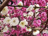 繁花似锦！海泊河公园春光“上线”