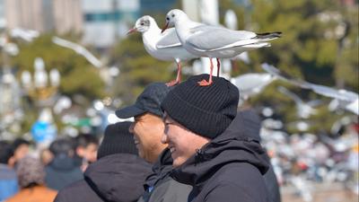 “顶”流奇观，青岛栈桥人均头顶海鸥