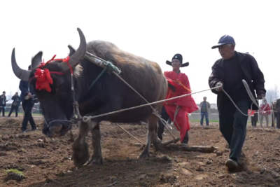 山东日照：“闹春牛”带火春日乡村游