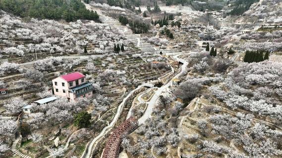 粉染崂山！大崂樱桃谷进入盛花期