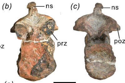 云南大理发现早侏罗世蜥脚型类恐龙新属种，定名“凤鸣祥云龙”